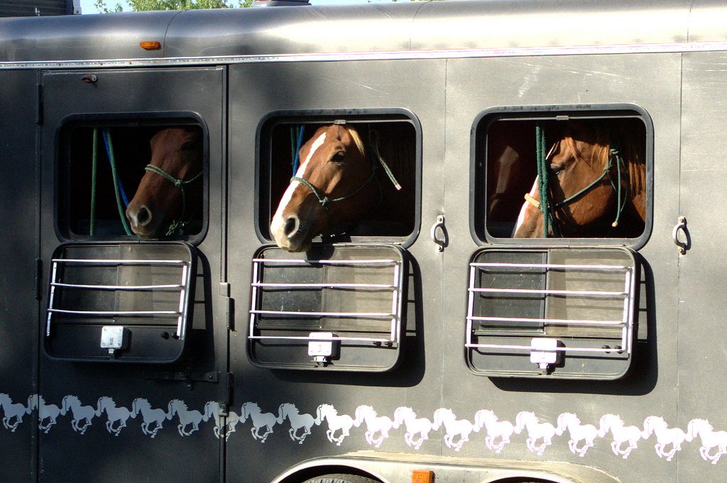 Birdwell Livestock Transport