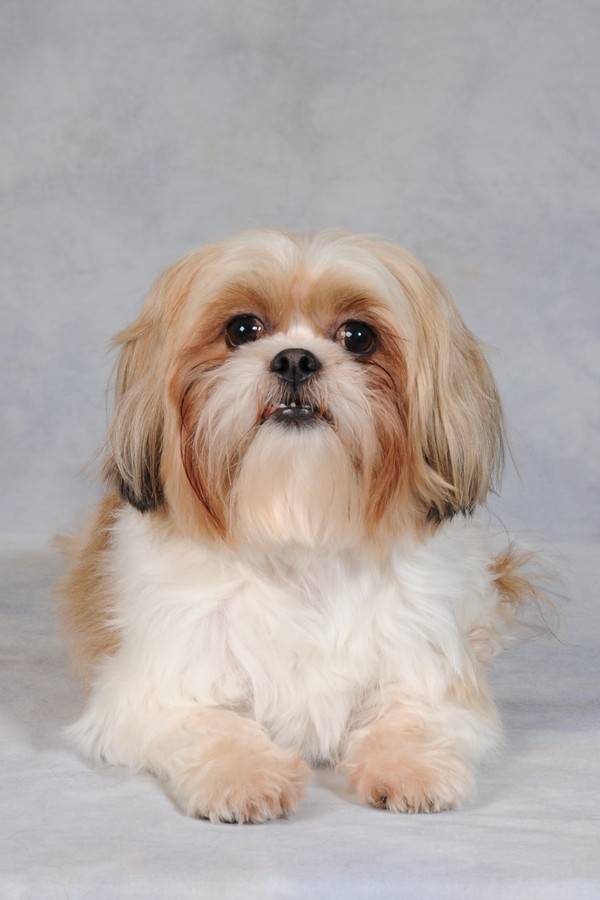 Lets Talk Dogs LLC Appointment Scheduling SnapAppointments
