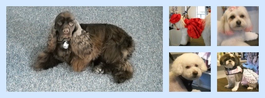Hollywoof Pet Spa & Boutique