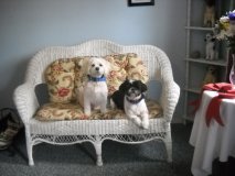 Hollywoof Pet Spa & Boutique 