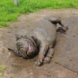 Dirty Dogg Spa