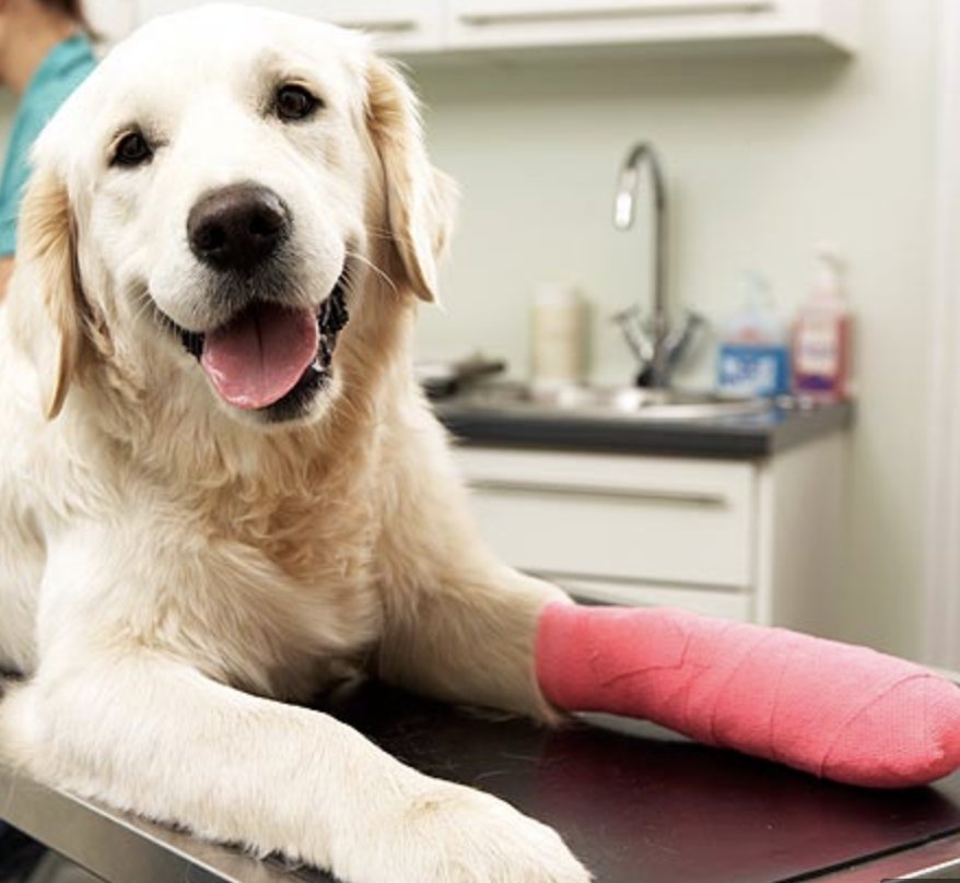 MetroVet - Veterinary Urgent Care