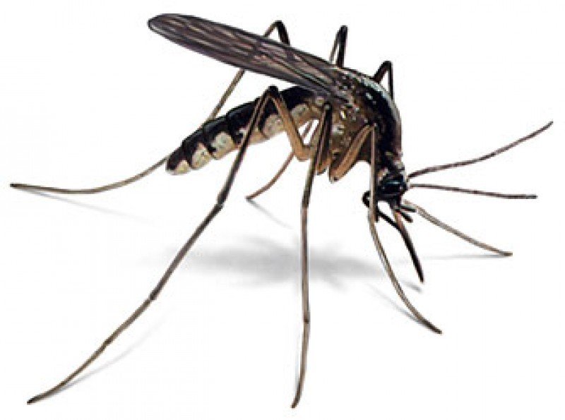 MosquitoGuard Plus, Inc