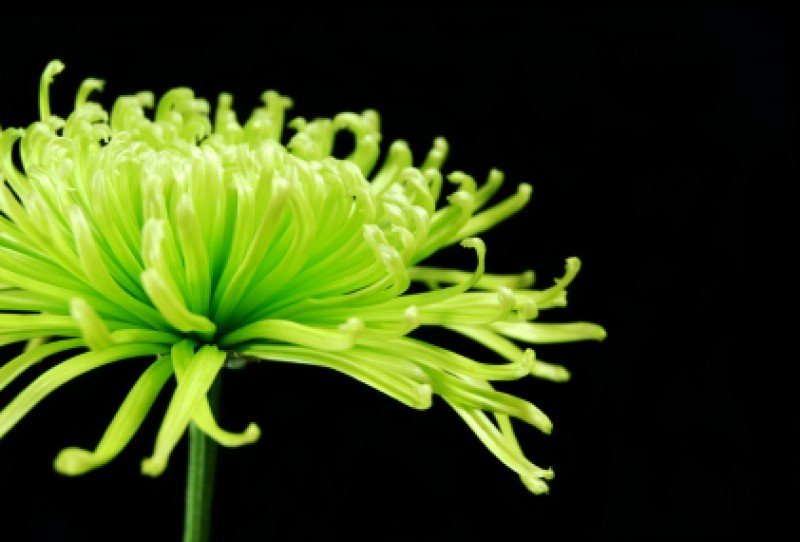 Four Winds Reiki Training