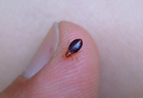 Gregory Termite & Moisture Control Inc