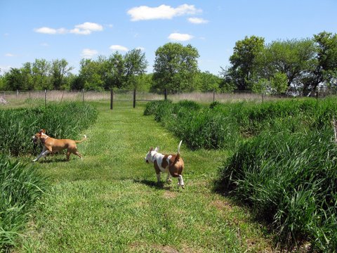 My Dog and Me Park