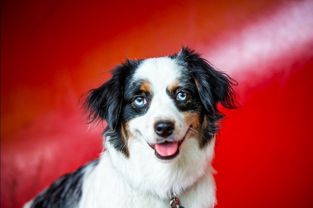 Dog Groomers Inc (Demo)