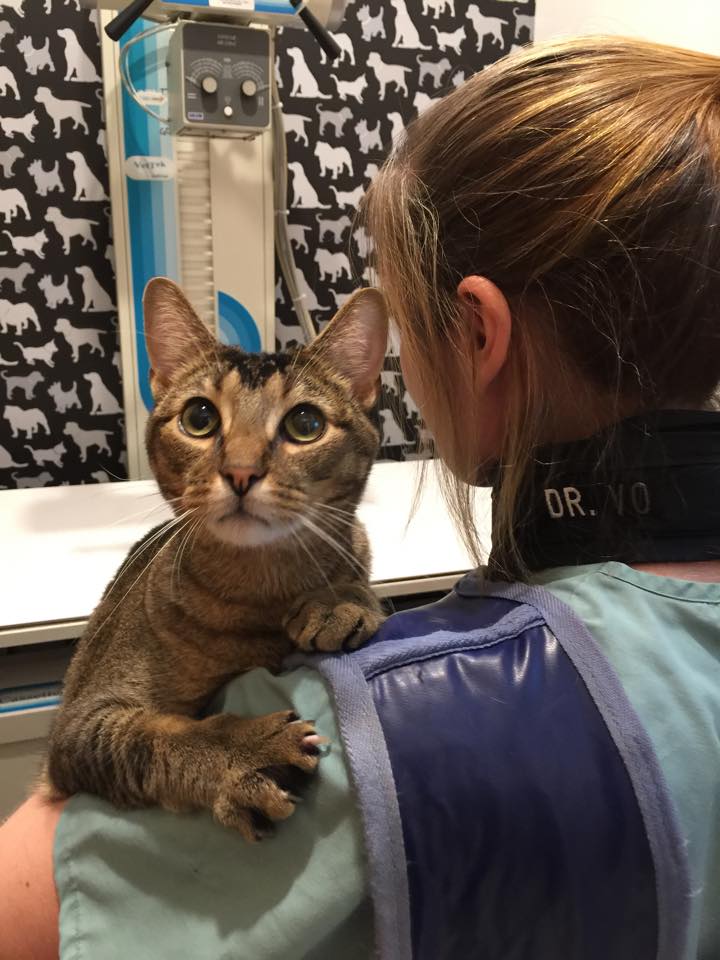 One Love Veterinary Clinic