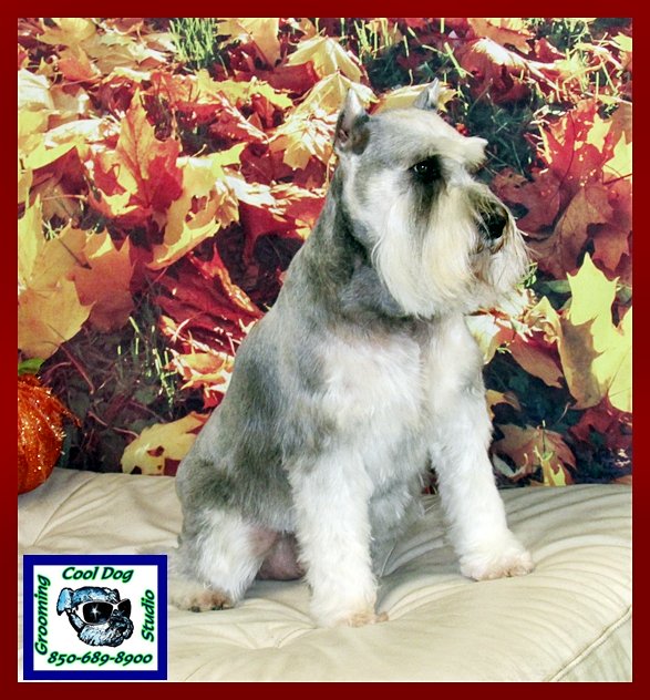 Cool Dog Grooming Crestview Fl Cool Dog Grooming Crestview Fl